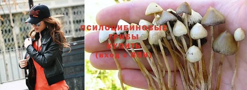 Галлюциногенные грибы Psilocybine cubensis  Кисловодск 