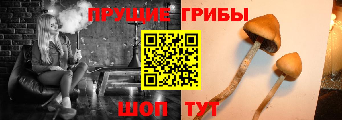 Кисловодск  Псилоцибиновые грибы ЛСД  наркота  Вход с VPN 